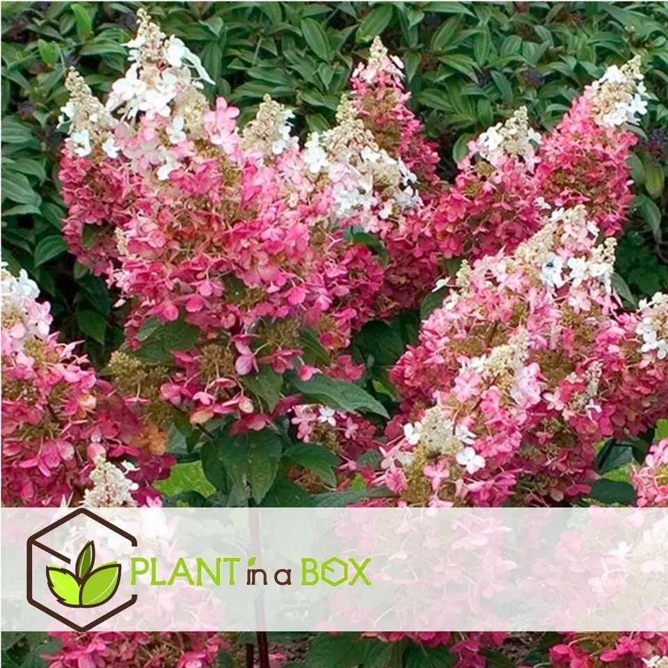Pluimhortensia - Hydrangea paniculata 'Wim's Red' - Hoogte 25-40cm - ⌀19cm