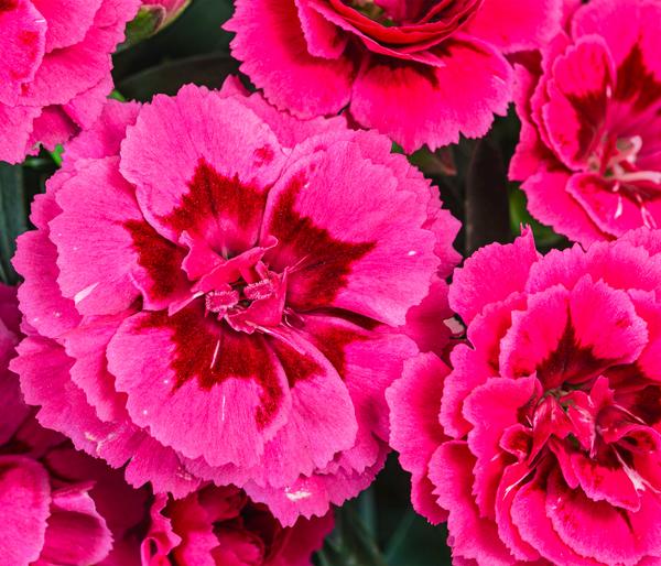 Garten-Nelke, verschiedene Farben