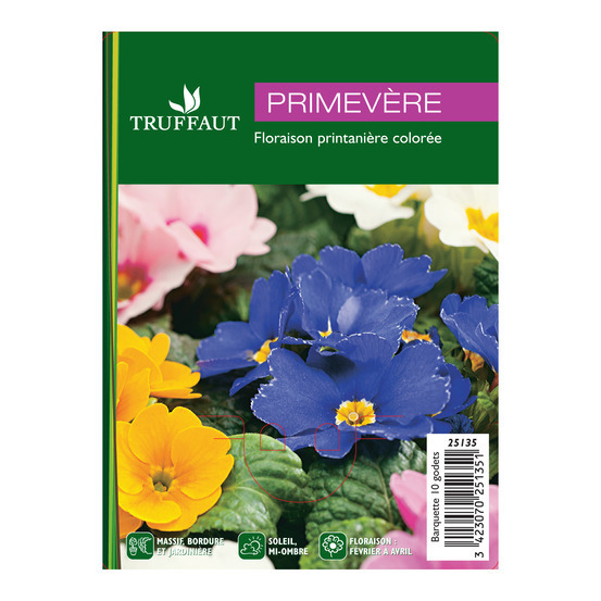Primevère : barquette de 10 plants - Coloris variables