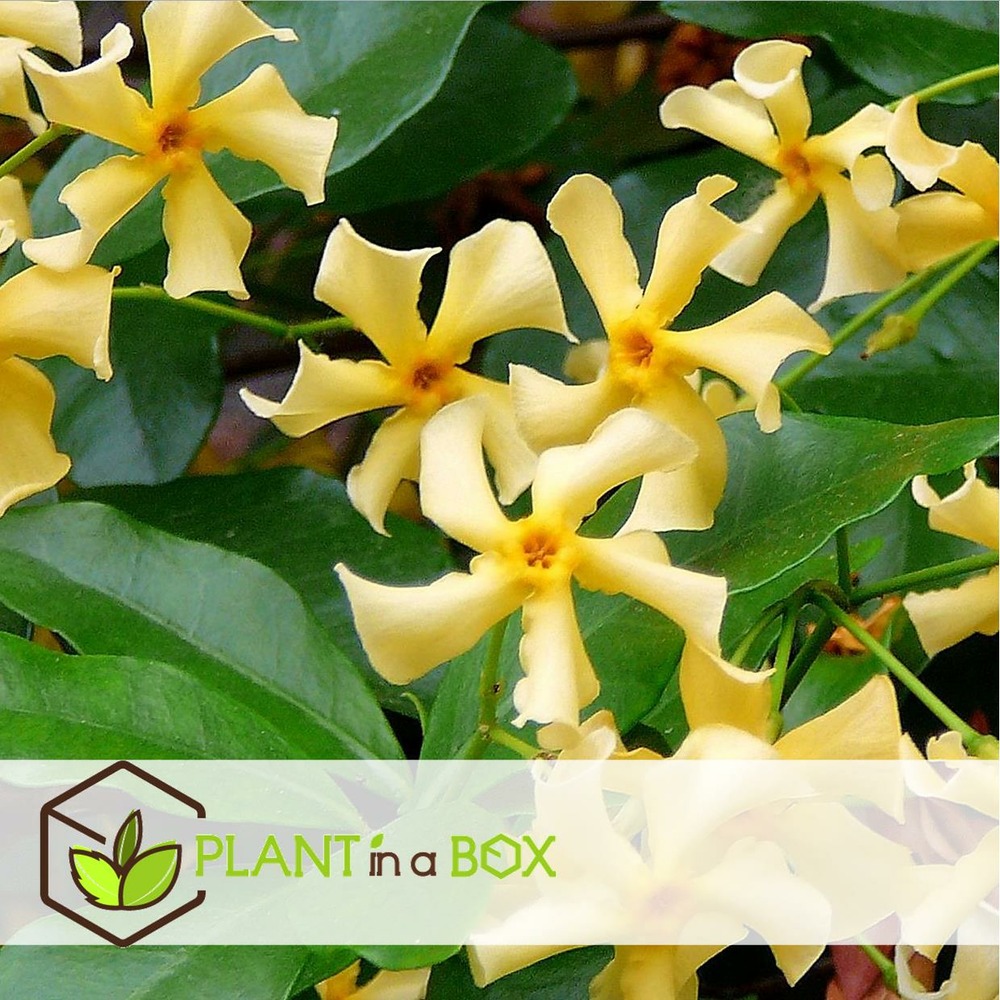Trachelospernum jasminoides - mélange de 6 - jardin - pot 9cm - hauteur 25-40cm