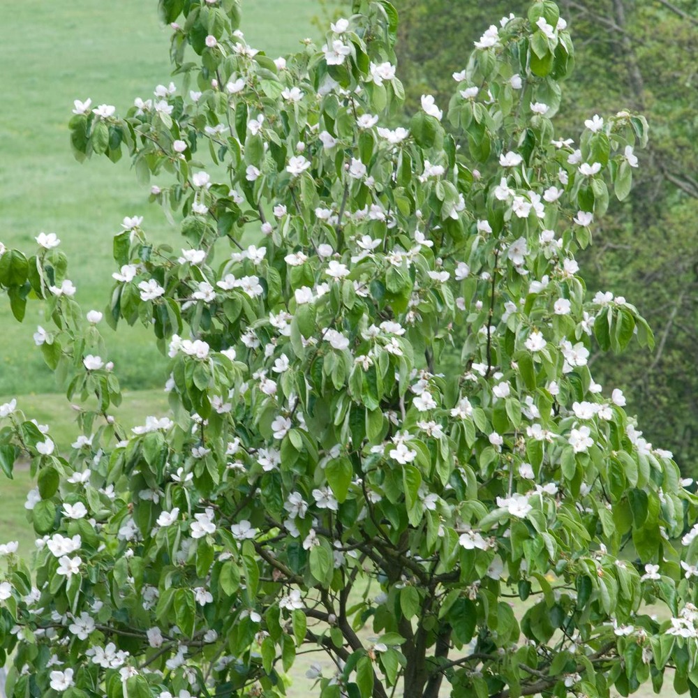 Cognassier oblonga géant de vranja/cydonia oblonga géant de vranja[-]pot de 10l - gobelet 2 ans