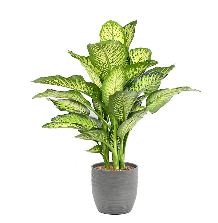 Diffenbach 21cm avec cache pot rayures grises