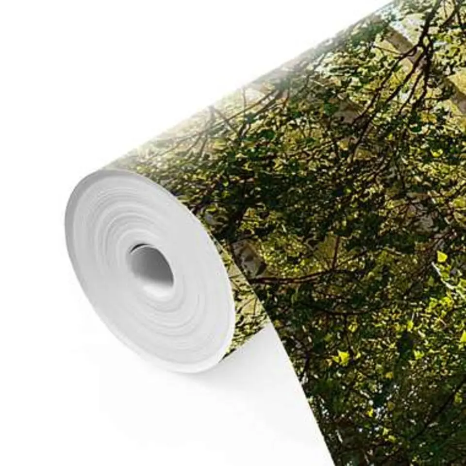 Fotobehang Zonnestralen in berkenbos - 260x384cm - Groen