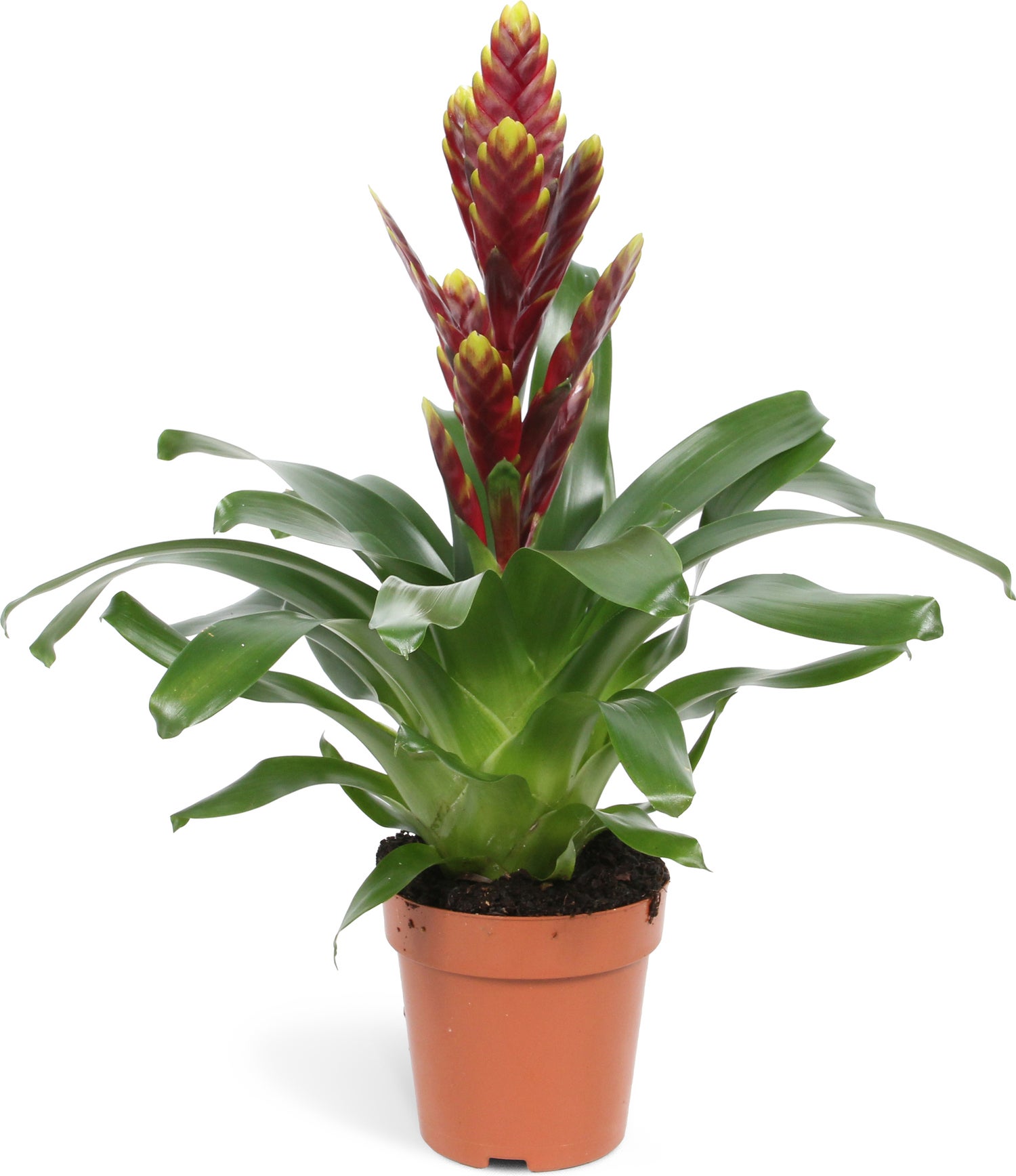 Vriesea (Vriesea 'Vogue') D 12 H 40 cm