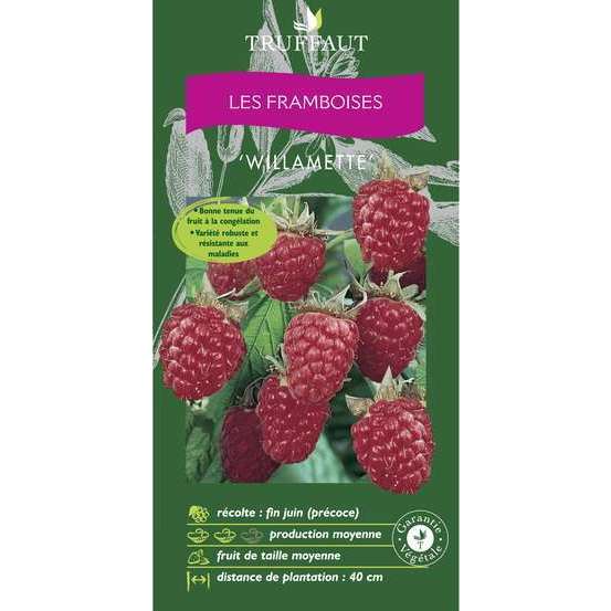 Framboisier 'Willamette' : pot de 1,5 litres