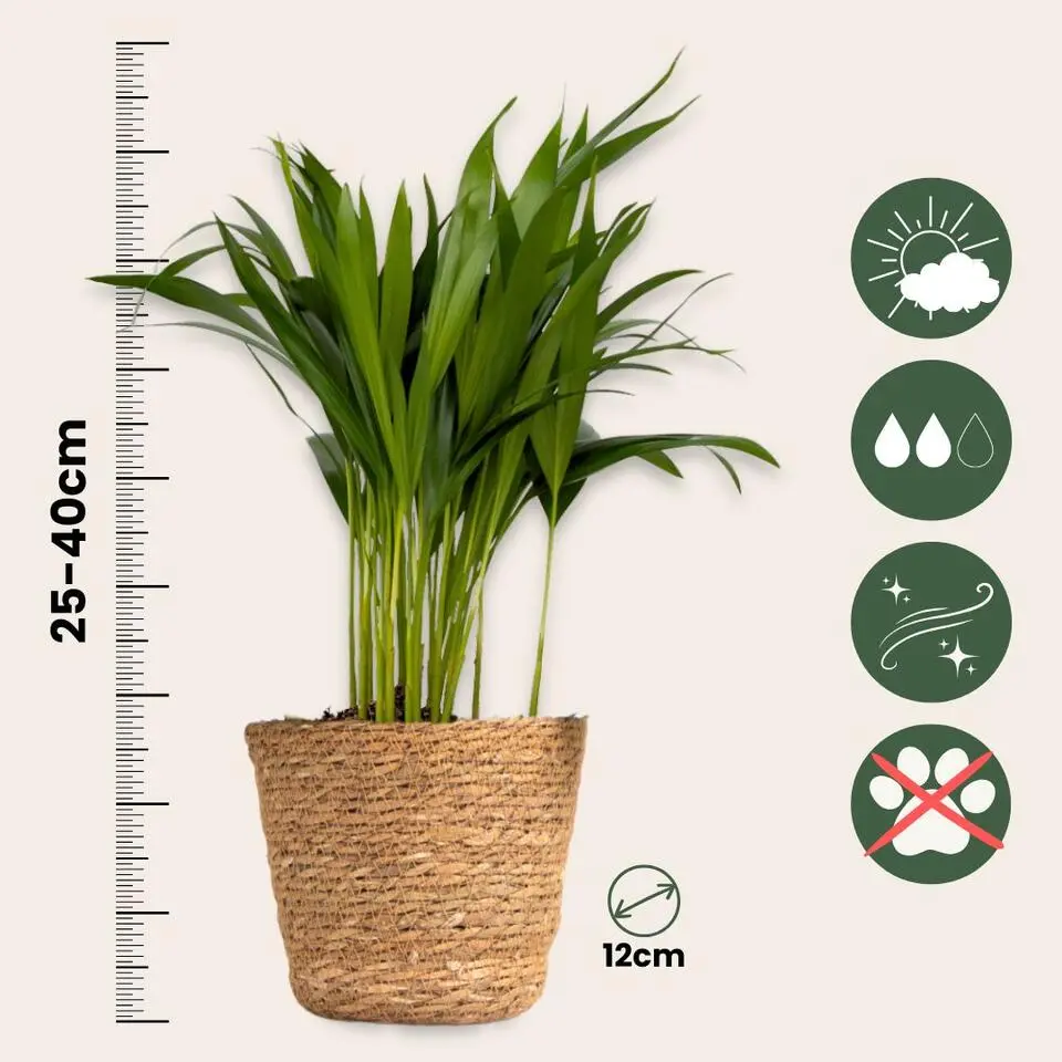 Huisdiervriendelijke kamerplanten - Set van 4 met mandjes - H.25-40cm - ⌀12cm