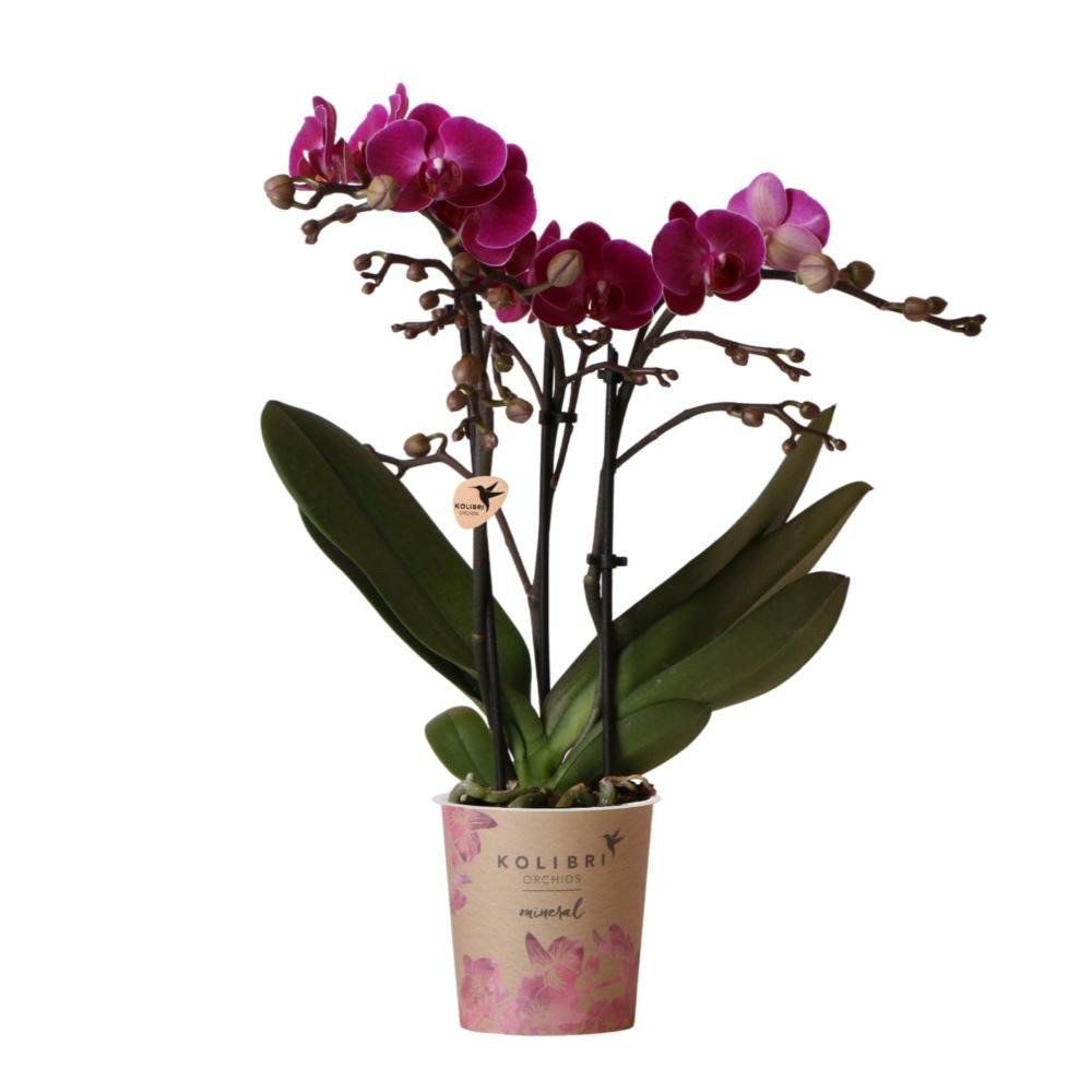 Plante d'intérieur - orchidée violette et son cache-pot - h35cm, ø9cm 35cm