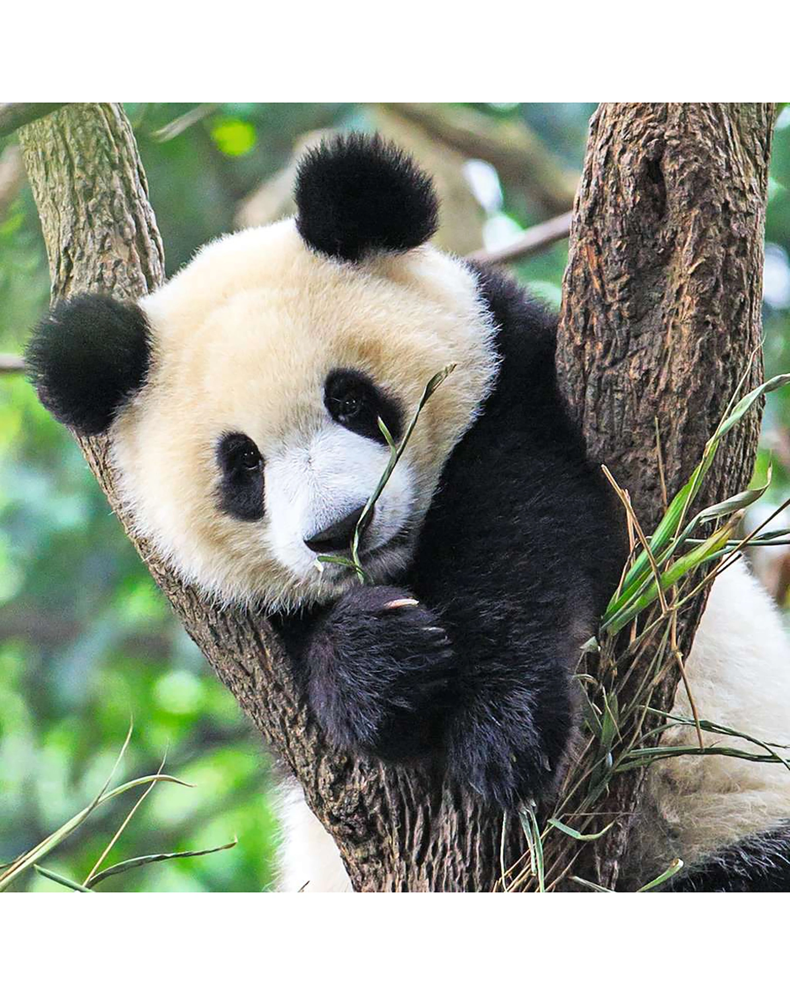 Puzzle PANDA, TIGER & LÖWE 3x49-teilig