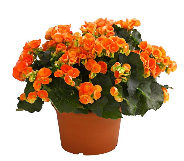 Elatior-Begonie - Begonia elatior, Busch,