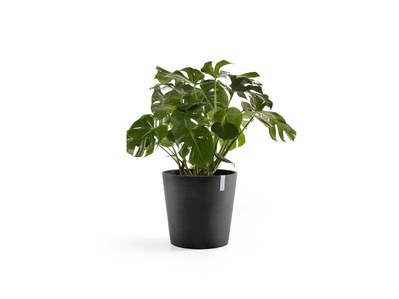 Ecopots Pflanzentopf Amsterdam 50, Dunkelgrau Robuster und langlebiger Blumentopf