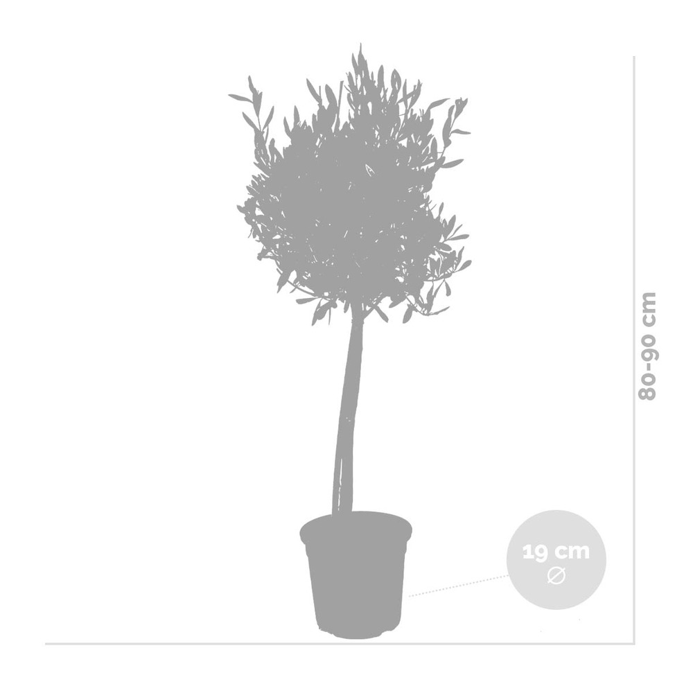 2x olea europaea - olivier sur tronc - arbre - rustique – ⌀19 cm - ↕80-90 cm