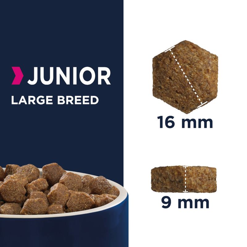 Eukanuba Junior Large Breed poulet