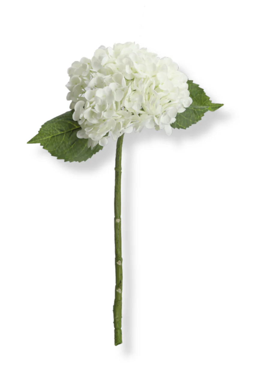Botané  Hortensia blomst - hvid
