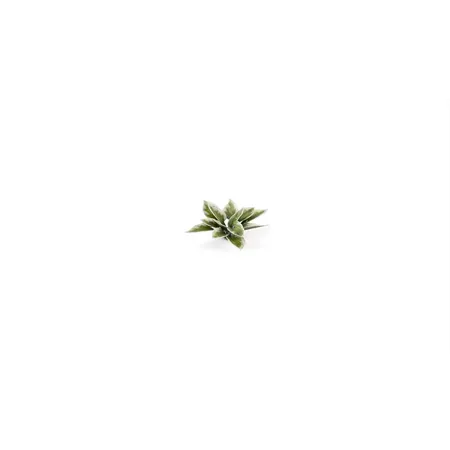 Gamer Grass Basis Gestaltung Pflanzen Plantain Lily, 57er Packung