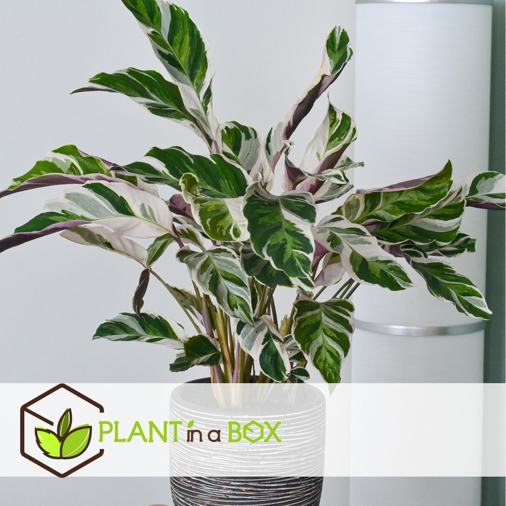 Calathea fusion white - purificateur d'air - pot 14cm - hauteur 30-40cm
