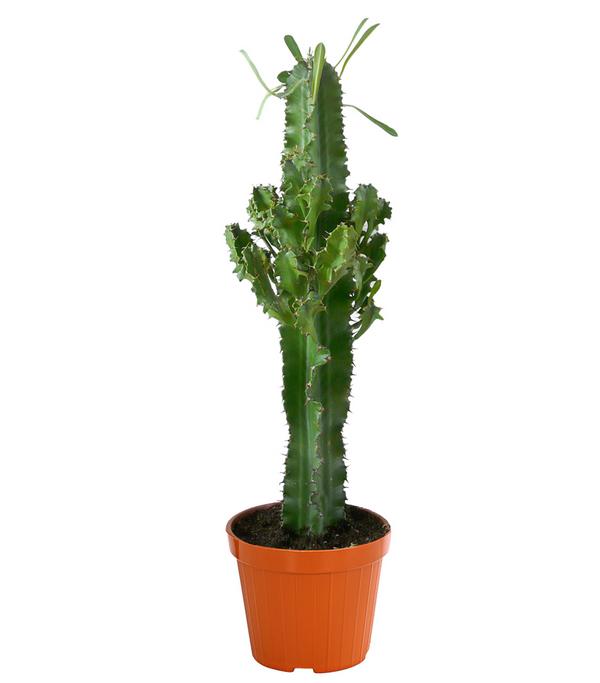Abessinische Wolfsmilch - Euphorbia abyssinica