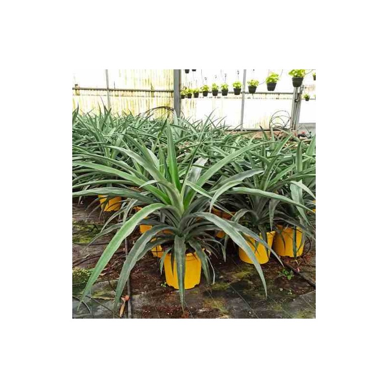 Ananas comosus taille pot de 7 litres - 40/60 cm