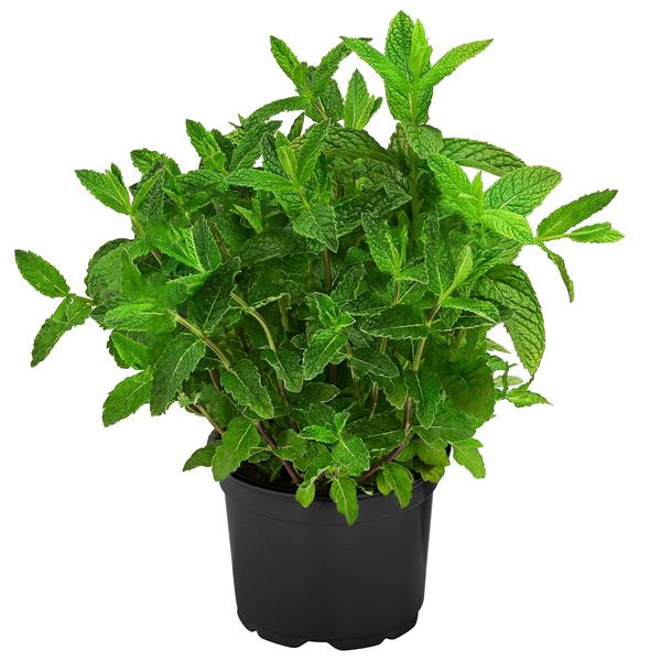 Dehner Gourmet Garten Marokkanische Minze