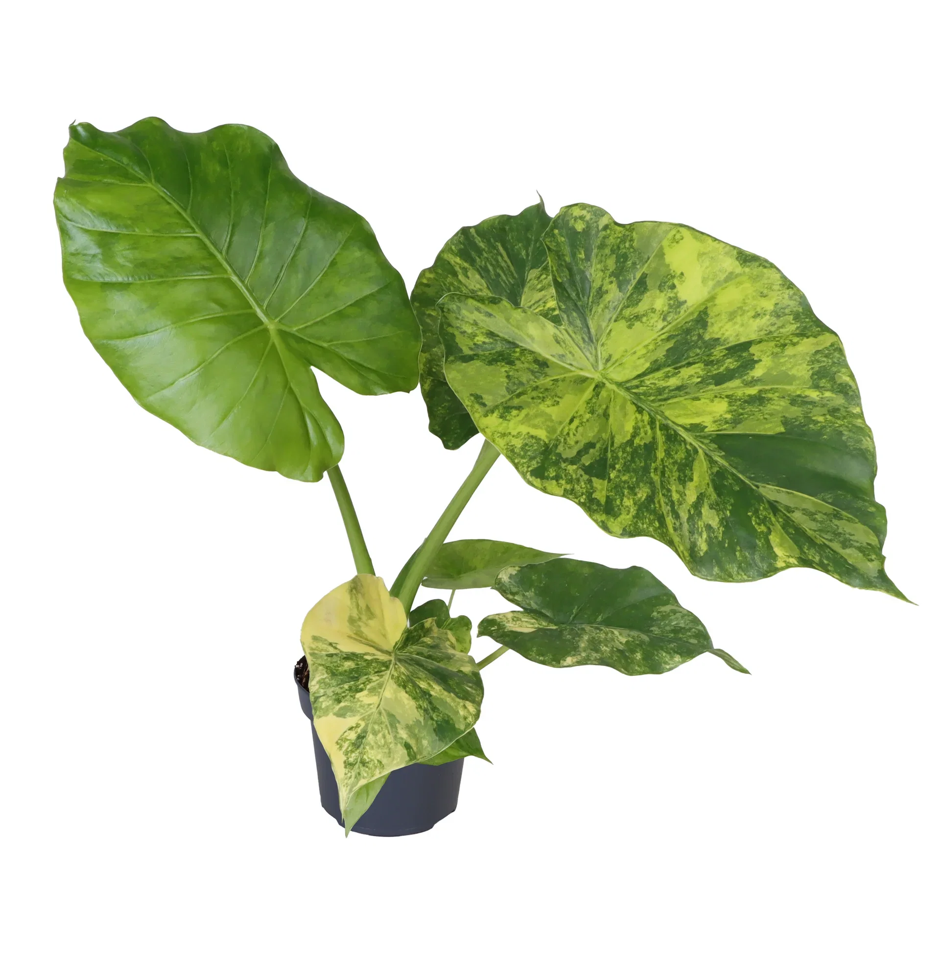 Alocasia macrorrhiza 'Aurea Variegata' Alocasia macrorrhiza 'Aurea Variegata' Ø12 cm
