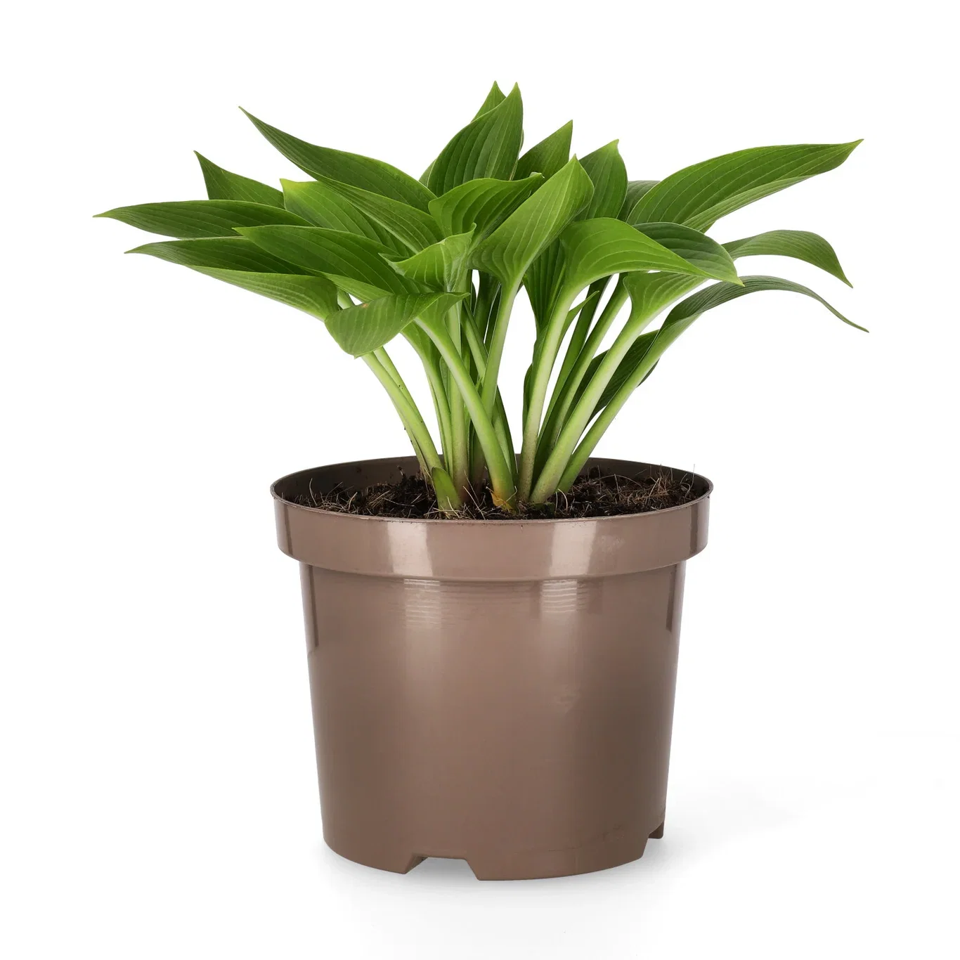 Hosta (Tardiana-Group) 'Devon Green' Bladlilje 'Devon Green' Ø19 cm