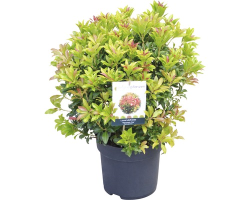 Schaduwklokjes FloraSelf Pieris japonica 