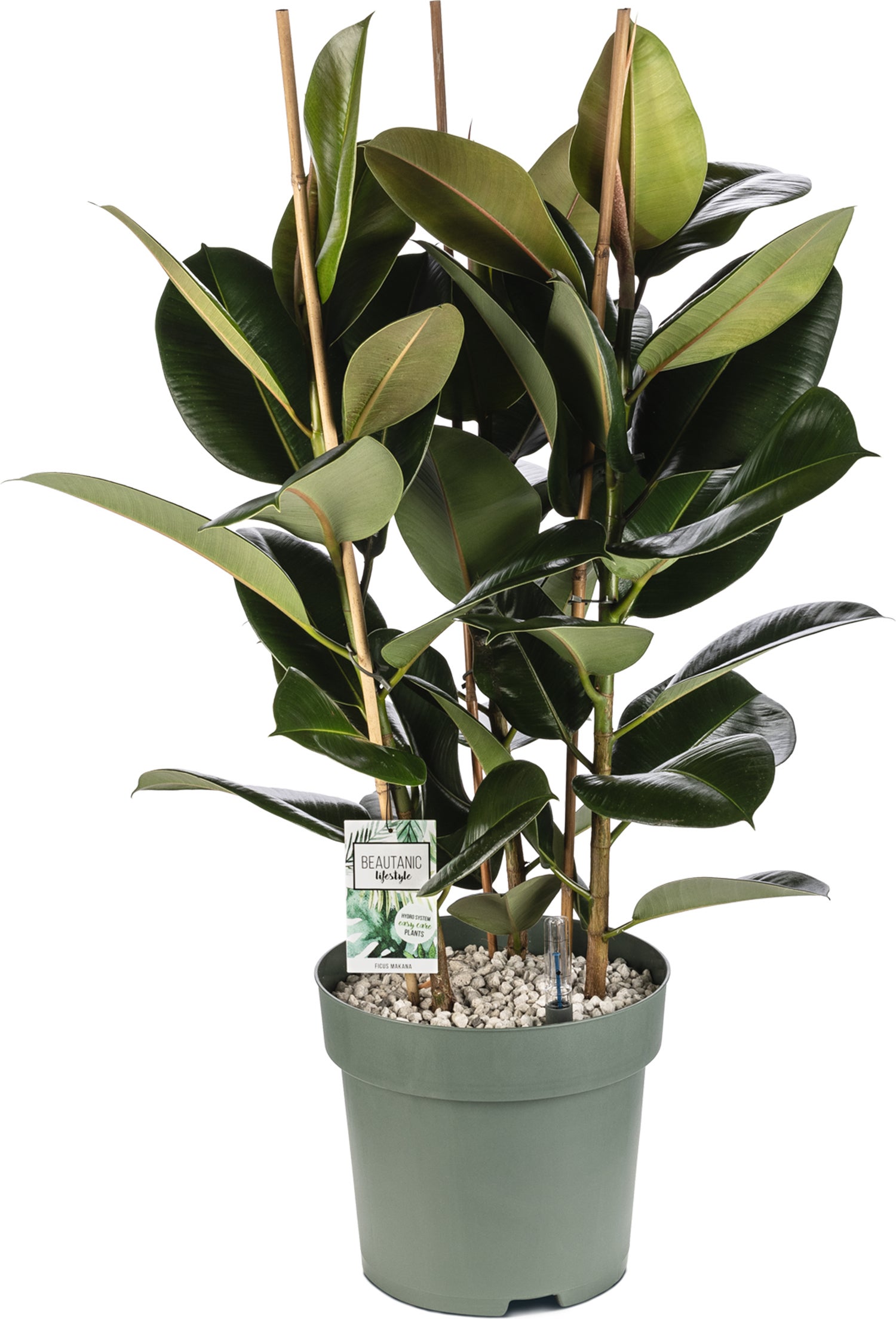 Rubberboom (Ficus elastica 'Mandela') D 30 H 120 cm