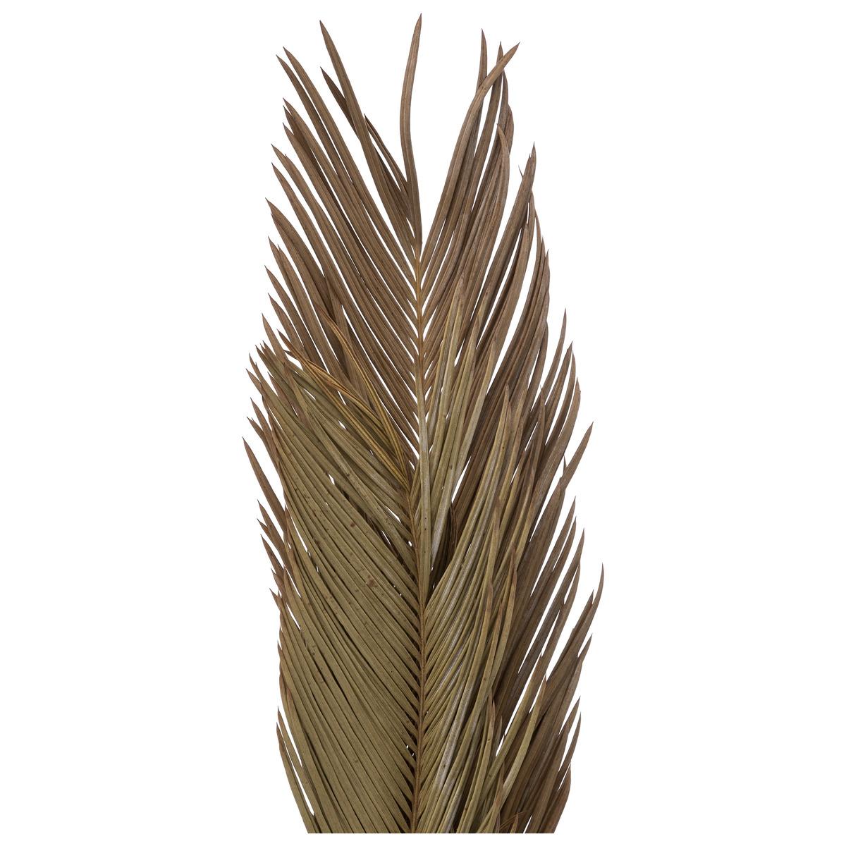 TIGES CYCAS PALM X3 PIECES ORIGINES H.100CM