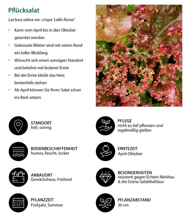 Pflücksalat 'Lollo Rosso', lausresistent,