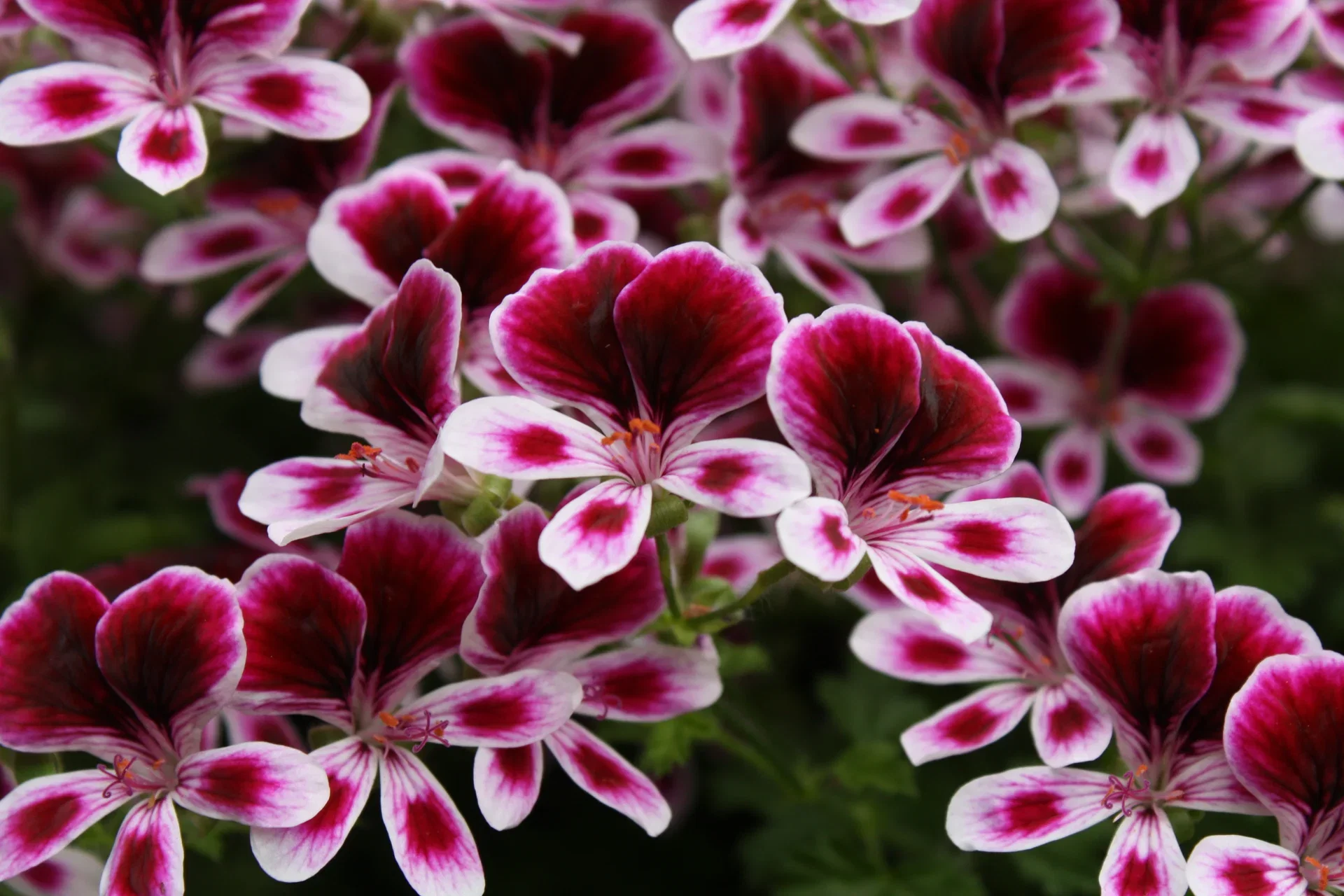 Pelargonium 'Mosquitaway' Pelargonia 'Mosquito Away' Ø12 cm