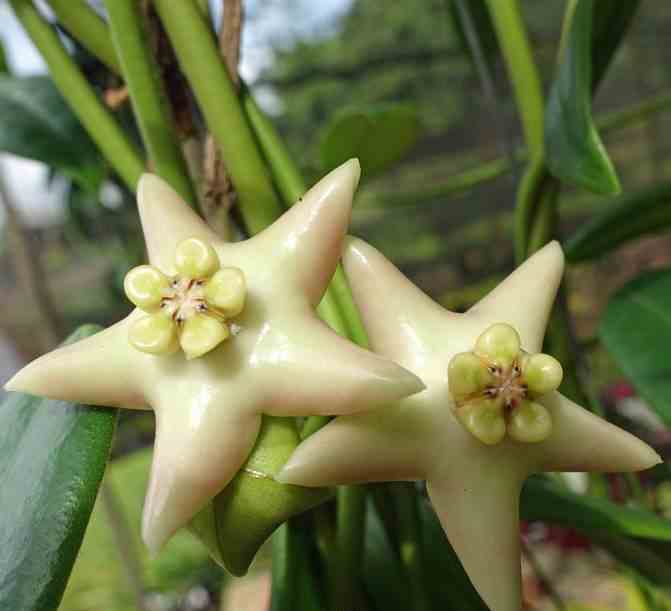 Hoya coronaria (énorme fleur blanche) (fleur de porcelaine, fleur de cire) - taille pot de 2 litres - 20/40 cm
