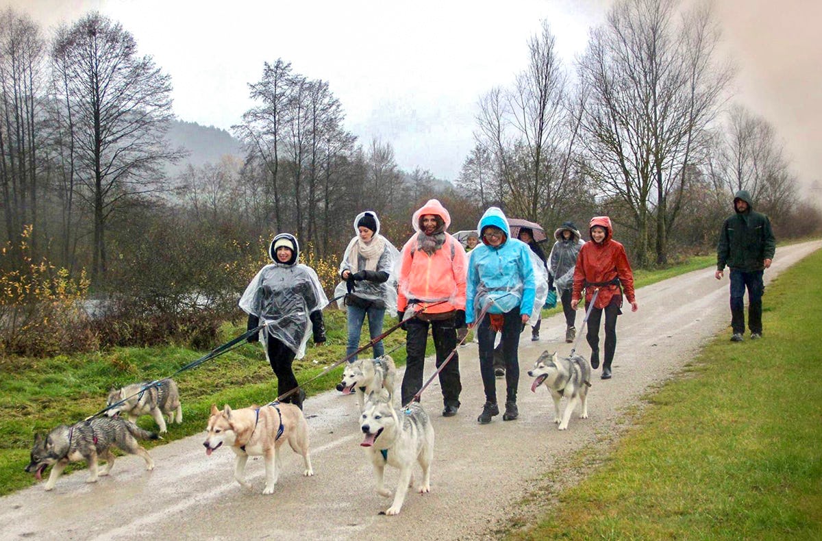 Huskytrekking in Dietfurt