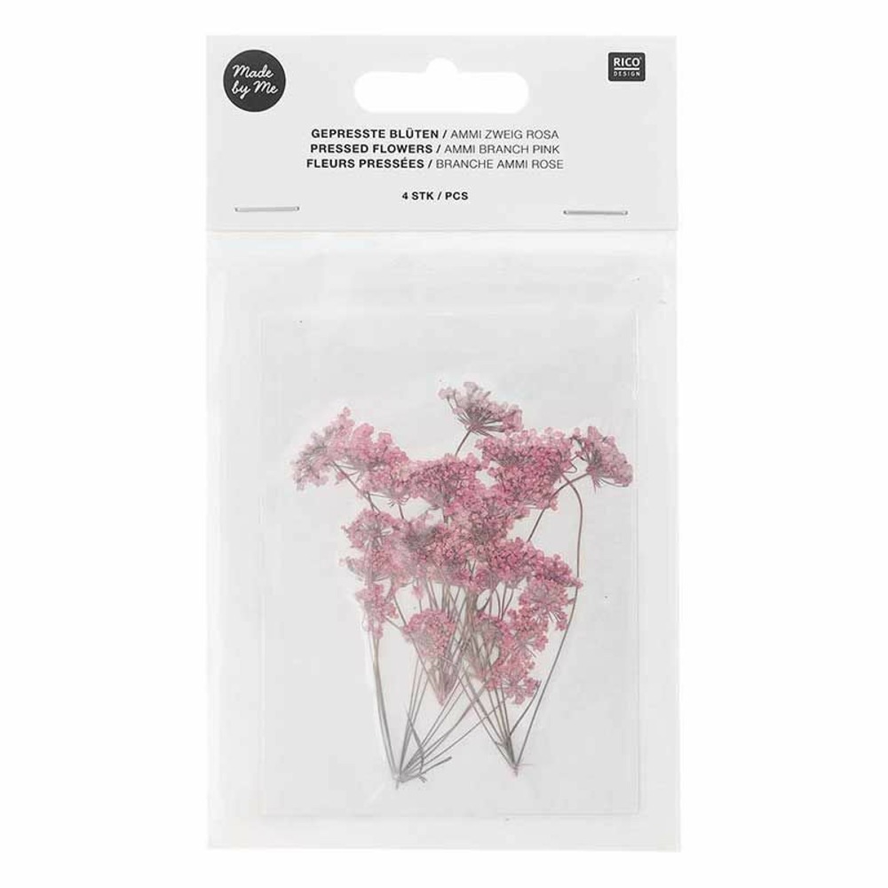 Ammi en branche rose séchés et pressés