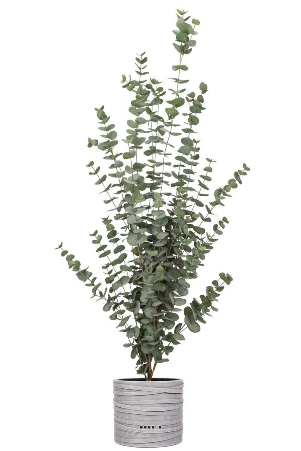 Eucalyptus cinerea artificiel en pot h 170 cm, d 70 cm - choisissez votre hauteu