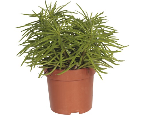 Groundsel FloraSelf Senecio himalaya H 15-20 cm Ø 10,5 cm pot