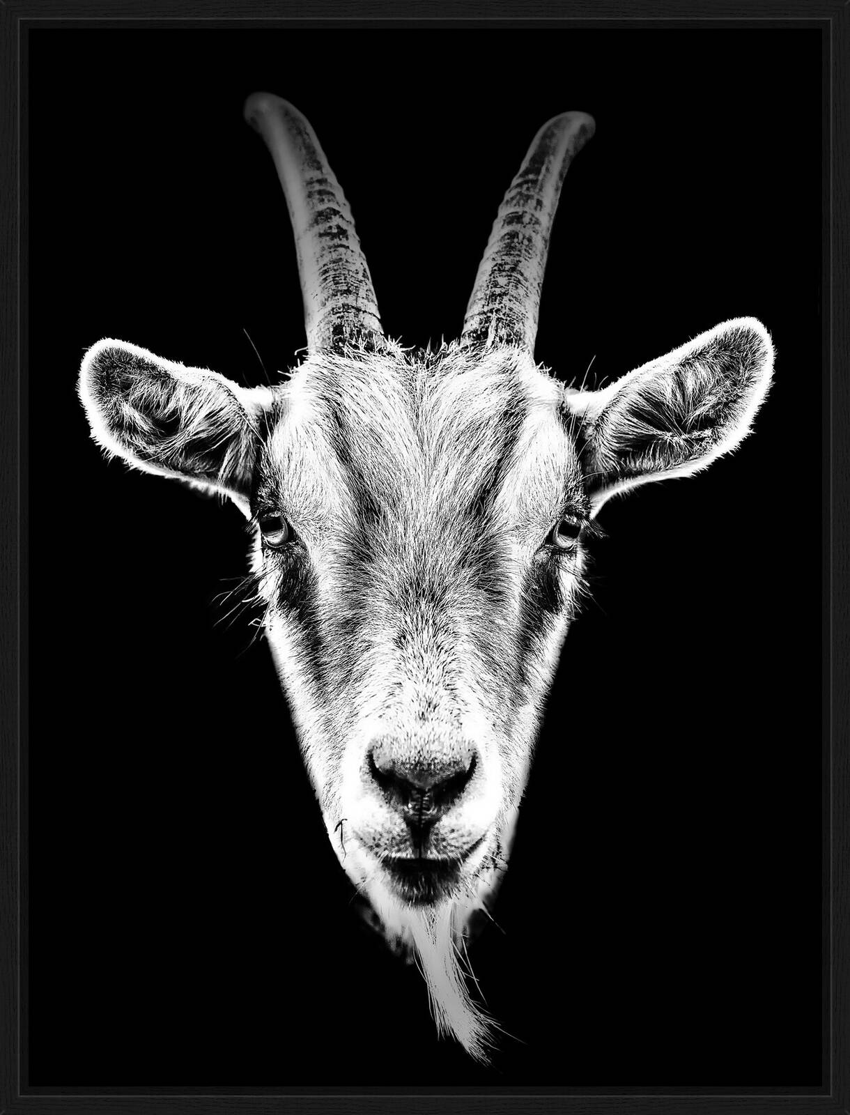 Clara by Claudio Gotsch - Limited Edition. Edition of: 100. Signed.