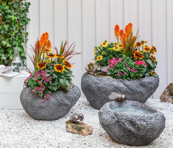 Bio Sonnenhut, pink