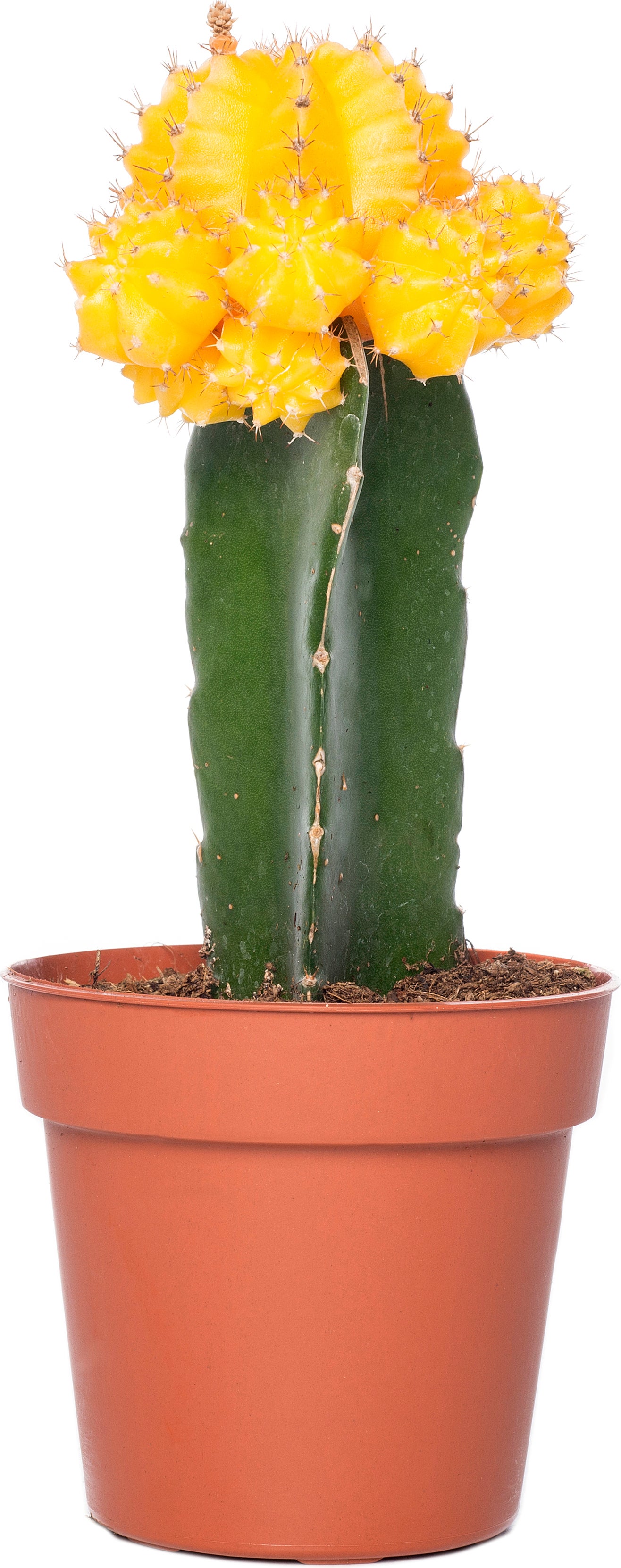 Cactus geënt (Cactus) D 8,5 H 16 cm