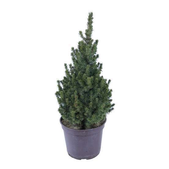 Picea glauca Conica H : 40/50 cm ctr 4L