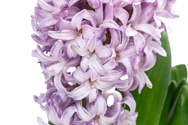 Hyazinthe, verschiedene Farben