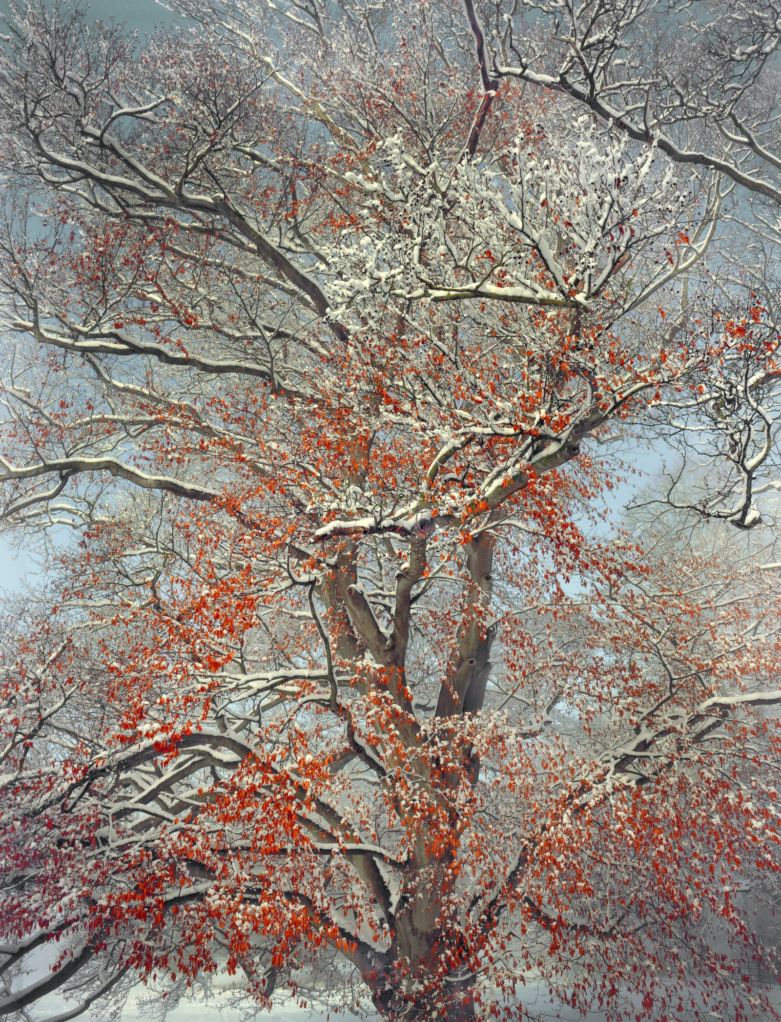 Early Snowfall by Barry Cawston - Limited Edition. Edition of: 150. Signed.