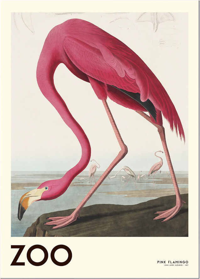 Poster & Frame The Zoo Collection Pink Flamingo Edt. 001 Flerfarvet