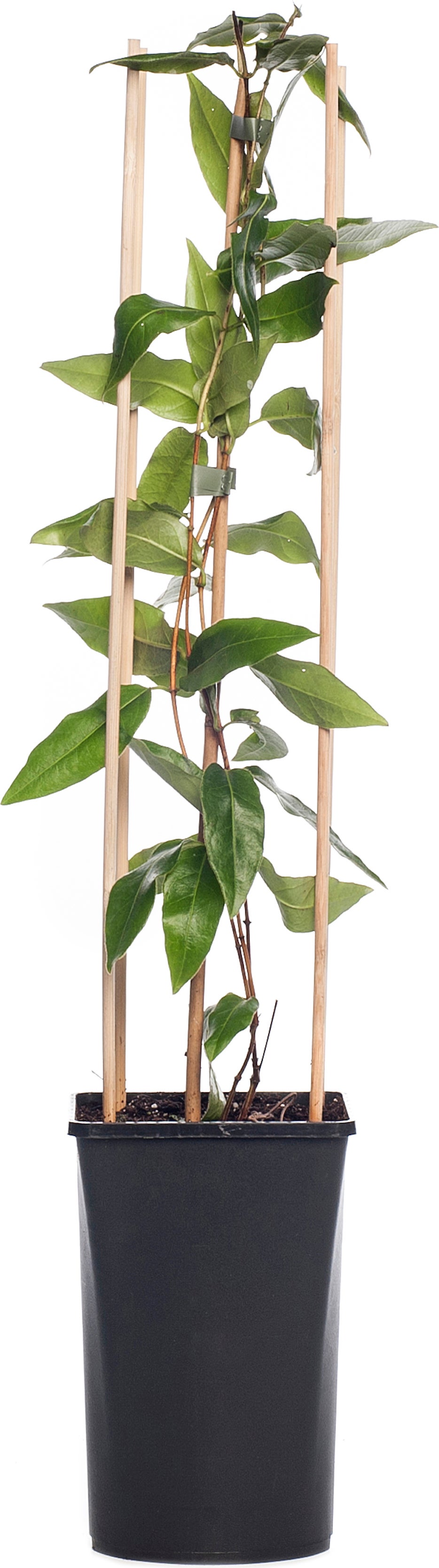 Kamperfoelie (Lonicera henryi 'Copper Beauty') H 175 cm