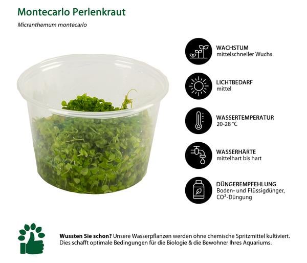 Dehner Aqua Premium Montecarlo Perlenkraut In