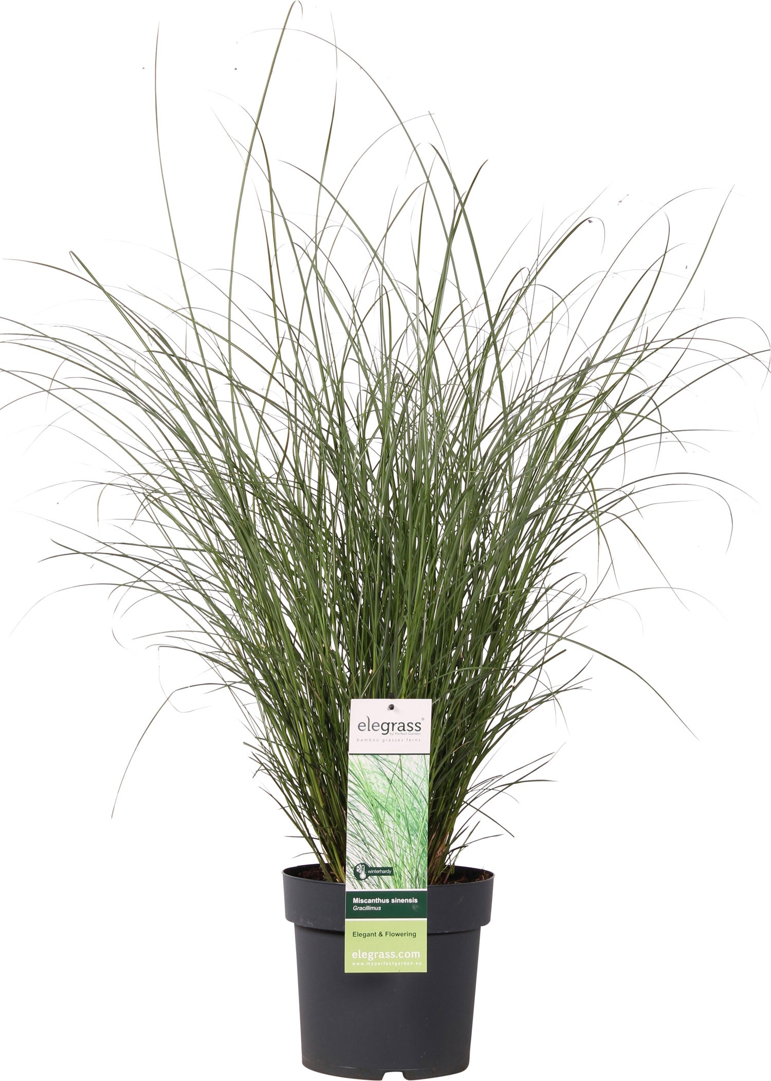 Chinees riet (Miscanthus sinensis 'Gracillimus') D 23 H 100 cm