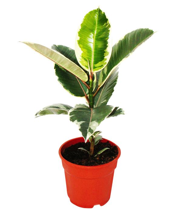Gummibaum-Set - Ficus elastica, 2-teilig