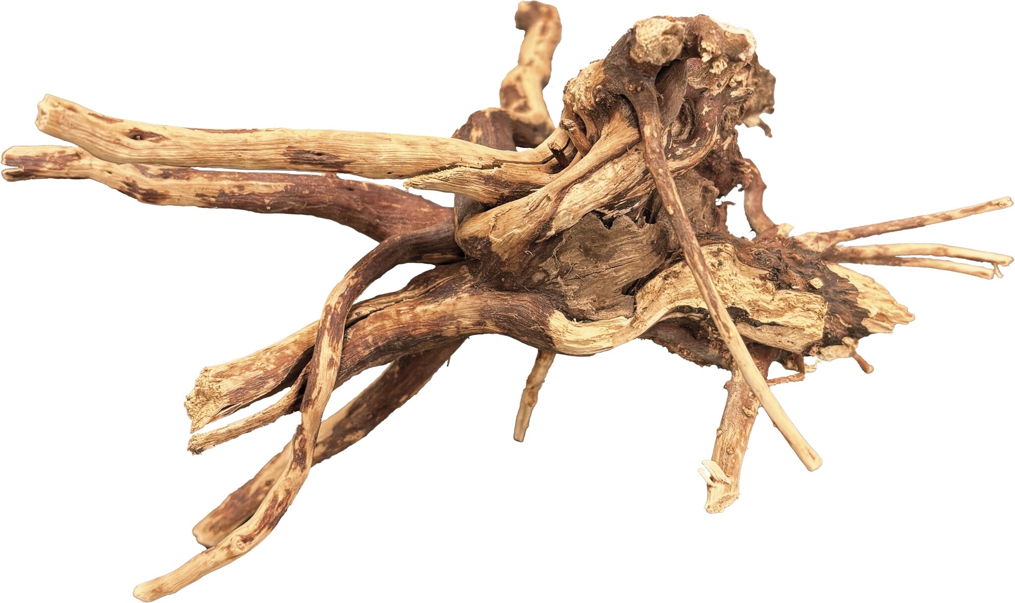bio art spider wood 10-15 cm