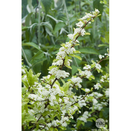 Pyracantha coccinea Saphyr Jaune® 'Cadaume' c.o.v.: H100/125cm ctr 7L