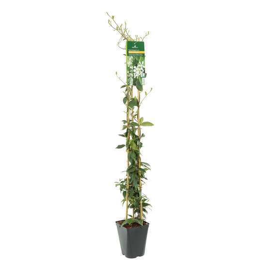 Trachelospermum jasminoides : 3L