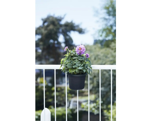 Bloempot/plantenbak met houder elho allin1 kunststof Ø 20 H 14 cm zwart
