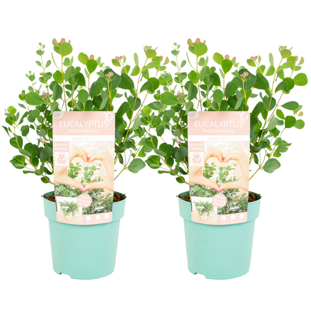 Eucalyptus botanic hearts - set de 2 - pot 15cm - hauteur 40cm